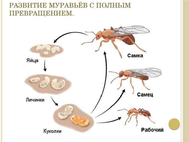 На фото описаны стадии развития муравья